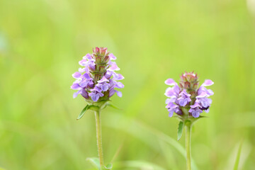 ６月の草原にて