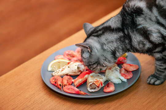 tabby cat eating seafood