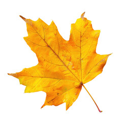 Obraz premium Close-up of a vibrant autumn maple leaf (11)