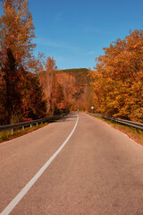 Obraz premium Autumn colored trees and countryside landscape scenery.