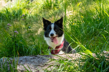 Border Collie sitting in a forest behind a log on a sunny day