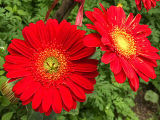 Spring morning, two red gerberas open side by side; light rests on their petals, green hums softly...