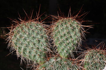 Opuntia polyacantha var. hystricina Hanau kaktus opuncja