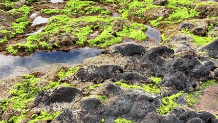 Vibrant green algae cover the rocky shores magnificently, creating breathtaking tidal pools and stunning coastal beauty