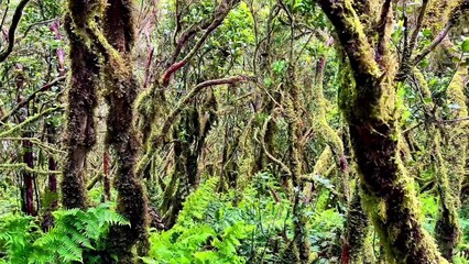 Explore a vibrant rainforest filled with unique twisted trees and lush greenery in every direction around you
