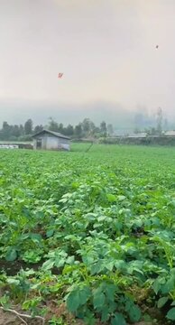 A cool morning agricultural landscape scene. A field of lush green vegetable crops is covered in a light mist, creating a fresh, peaceful, and natural atmosphere. It suggests organic farming 