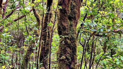 Explore the vibrant greenery and the beautifully mosscovered trees nestled within this serene forest landscape