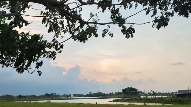 sunset in the park, Tranquil Beach Sunset Scenery with Tree Silhouette
