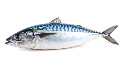 Naklejka premium Whole Fresh Mackerel Fish 