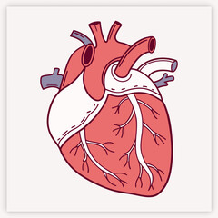 Anatomical human heart vector illustration. Detailed medical diagram of the cardiovascular system for cardiology and science. Biology organ with aorta, veins, and arteries.