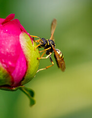 A yellow and black bee is hovering over a pink flower