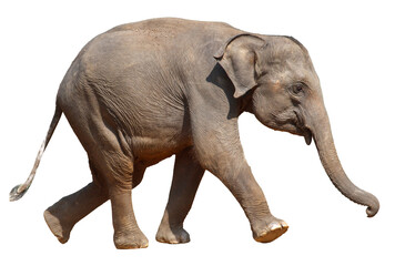 A baby elephant walks across a white background