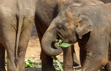A baby elephant is eating a leaf