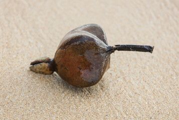 A large brown object is laying on the sand