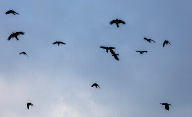 A flock of black birds flying in the sky