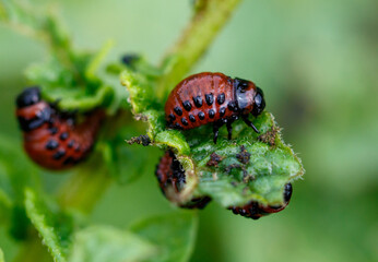 Colorado potato beetle eats leaves. Macro
