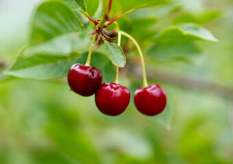 Three red cherries hanging from a tree branch