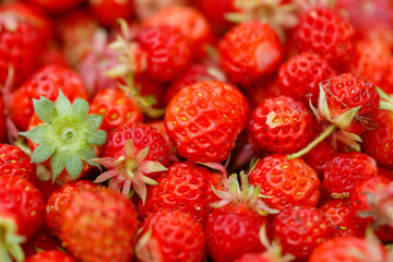 A bunch of red strawberries are piled on top of each other