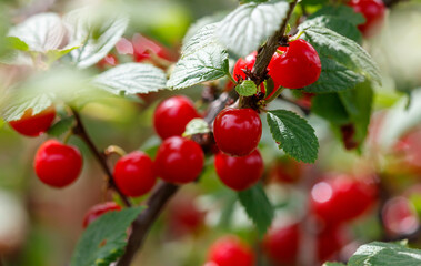 A tree with red berries on it