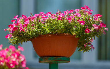 A large pink flower pot with a variety of pink flowers in it sits on a green met