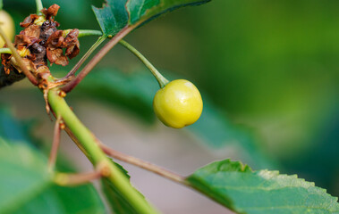 A small green fruit is hanging from a tree