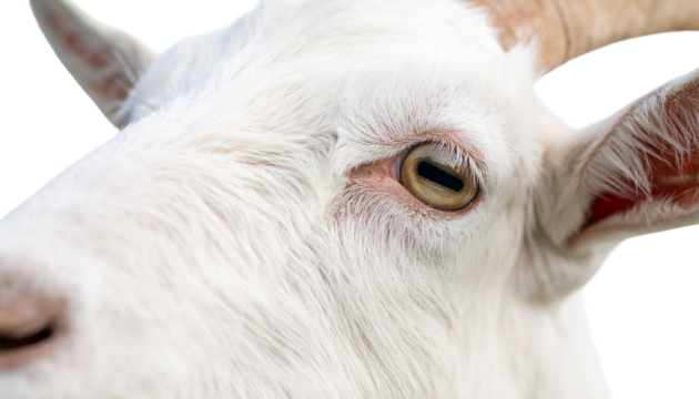 Goat curiously sniffing a camera lens isolated on transparent background. Png
