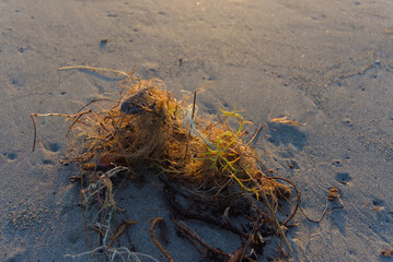 A tangled clump of seaweed and other debris is shown washed ashore on a sandy beach in a close-up shot.