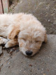 puppy sleeping on the floor