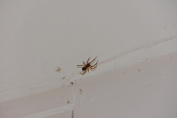 A brown spider is captured on a white wall in a close-up shot.