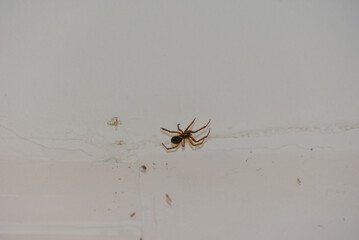 A brown spider is captured on a white wall in a close-up shot.