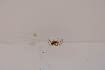 A brown spider is captured on a white wall in a close-up shot.