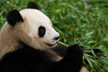 Obraz premium Panda Eating Bamboo Leaves in Natural Green Setting