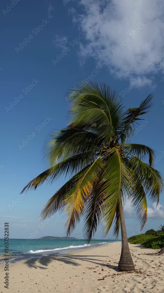 Poster a serene beach scene with a lone palm tree captured from a low angle, ideal for a relaxing video bac
