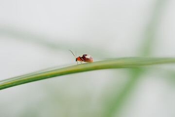 Macro shot of an insect on a leaf in natural light.
Ideal for topics on nature, biology, and wildlife.