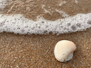 shell on the beach
