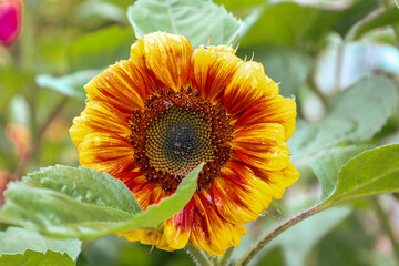 A close-up of a sunflower with bright yellow-red petals, covered in small water droplets, and a...