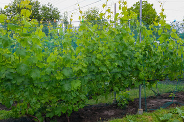 Long rows of grapevines with bright green leaves, wrapped around metal supports, grow in a backyard...
