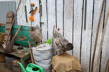 Two hens stand on sacks near an old wooden wall, behind which garden tools are visible. The scene...