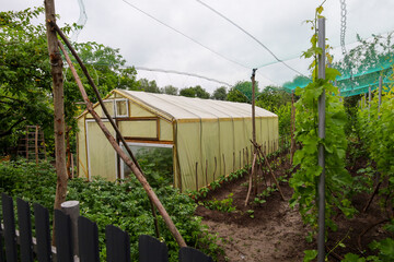 A small greenhouse, constructed from tarpaulin and wood, is located in a backyard garden. Various...