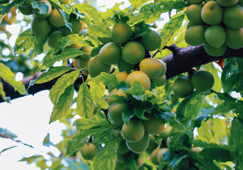 Ripe green apricots or mirabelle plums hang abundantly from the branches of a fruit tree. The vibrant fruits and fresh green leaves create a picturesque summer scene filled with natural beauty and fre