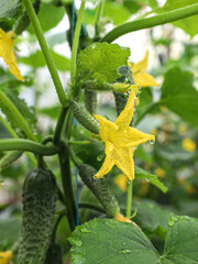 Fresh young cucumbers and bright yellow flowers growing on a green stem. This image conveys a sense of growth, freshness, summer, and natural beauty. The shot shows the richness of the harvest and its