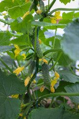 Fresh young cucumbers and bright yellow flowers growing on a green stem. This image conveys a sense of growth, freshness, summer, and natural beauty.