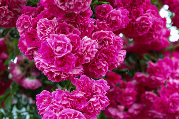 An incredibly lush bloom of vibrant crimson roses, forming a solid wall of flowers. Each flower has many petals, and the blurred background emphasizes their rich color.