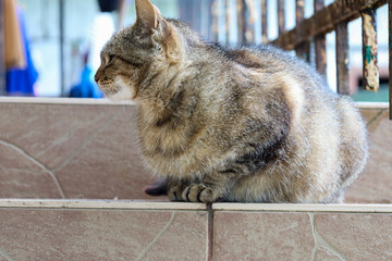 A large grey striped cat is lying on tiled stairs, calmly looking around. Its fur has a beautiful pattern, and the blurred background adds depth to the shot. This image conveys a sense of calm and hom