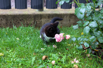 A small black and white kitten playfully leans towards a pink rose, inhaling its scent. It is a...