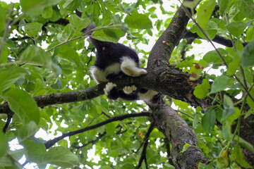 A small black and white kitten playfully climbed a tree and is sitting on a thick branch. Lots of green leaves are visible around, creating a sense of activity and a natural environment.
