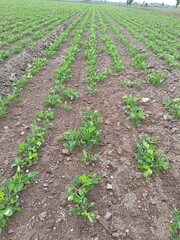 peanuts farm, Organic Farm Land Crops In India multiple layers of mountains add to this organic and fertile farm land in India, Peanut Field, Peanut tree, Peanut plantation fields