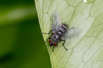 Close-Up of Tachinid Fly with Bristles and Clear Wings