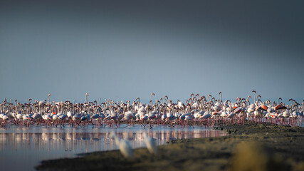 Large flock of greater flamingos wading in serene wetland waters under soft morning light. Wildlife photography capturing pink plumage, reflection, and migratory bird habitat in India.