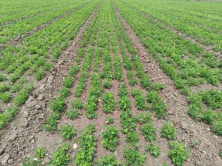 peanuts farm, Organic Farm Land Crops In India multiple layers of mountains add to this organic and fertile farm land in India, Peanut Field, Peanut tree, Peanut plantation fields